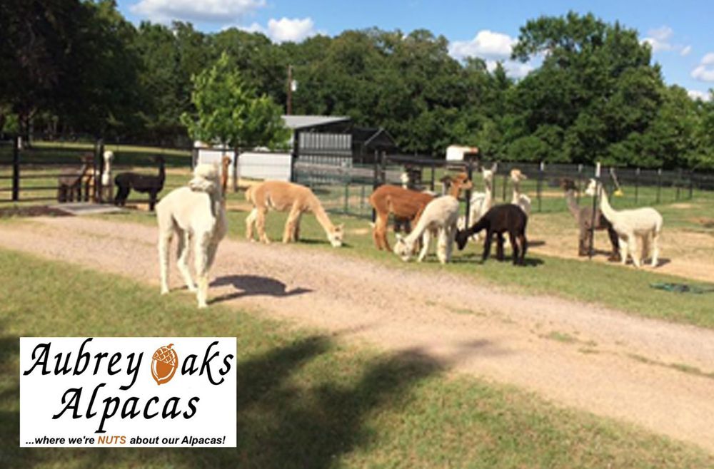 Aubrey Oaks Alpacas Logo