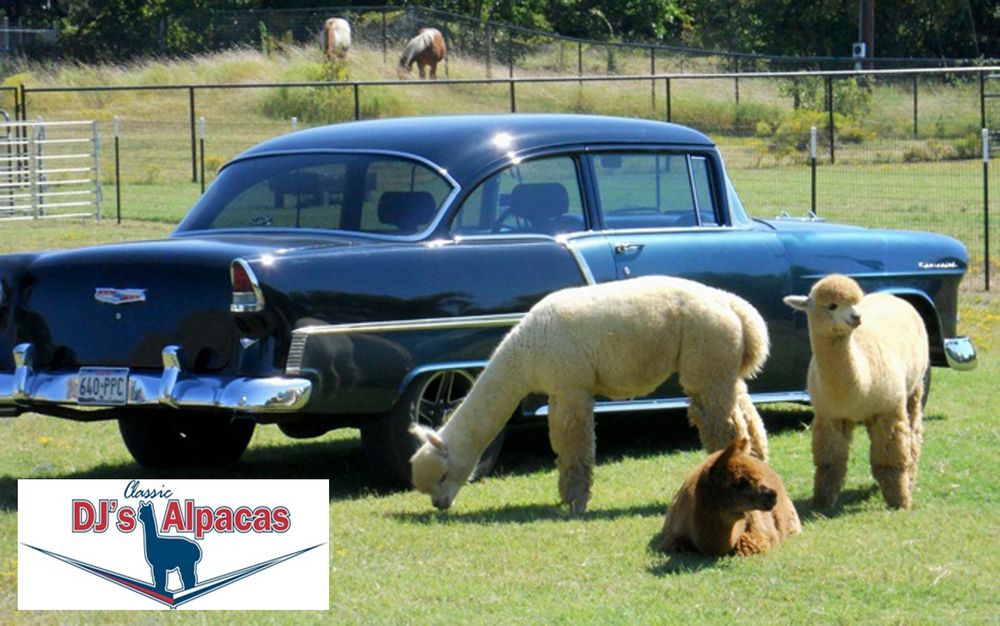 DJ's Classic Alpacas Logo