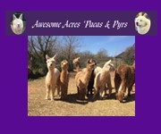 Awesome Acres Pacas & Pyrs Logo